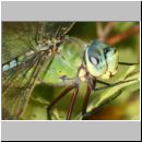 Anax imperator - Grosse Koenigslibelle 07c.jpg